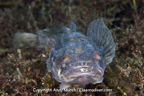 Plainfin Midshipman Pictures - images of Porichthys notatus